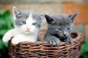 Εύβοια: Σκότωσαν μικρά γατάκια και τα πέταξαν σε κάδο σκουπιδιών