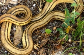 Νάξος: Φίδι εισέβαλε σε σπίτι 