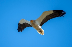 Τα γεννητούρια του πρώτου νεοσσού Ασπροπάρη στα Μετέωρα μετά από 6 χρόνια 