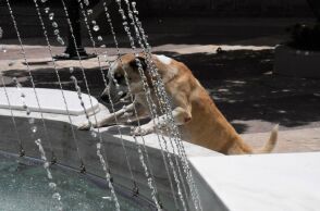 Καύσωνας: Έκκληση να μην ξεχνάμε τα ζώα - Πώς θα προστατεύσουμε αδέσποτα και δεσποζόμενα - Τα συμπτώματα ηλίασης και θερμοπληξίας. 