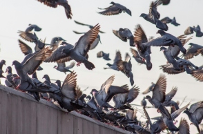 Περιστέρια: Ιπτάμενοι αρουραίοι