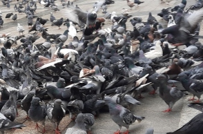 Περιστέρια