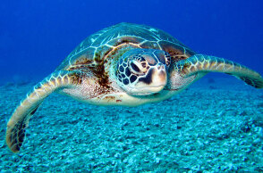 Καρέτα Καρέτα: Τι δεν ξέρουμε για τις θαλάσσιες χελώνες;