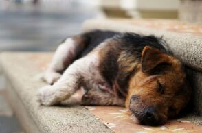 Τουρκία: Έντονες αντιδράσεις προκαλεί το σχέδιο νόμου για τη θανάτωση αδέσποτων σκύλων - Φέρνει αντιμέτωπες φιλοζωικές οργανώσεις και ομάδες πολιτών.