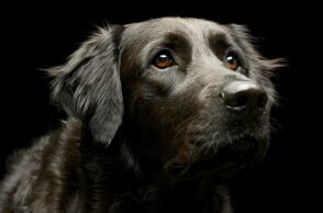 Πώς το ανθρώπινο στρες κάνει τους σκύλους πιο απαισιόδοξους