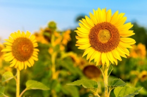 Εορτολόγιο: Σήμερα 29 Ιουλίου 2024 γιορτάζει…