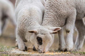 Πανώλη στα πρόβατα: 22 κρούσματα σε όλη τη χώρα