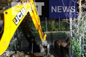 Ροδόπη: Διάσωση άγριου αλόγου από δεξαμενή άρδευσης 