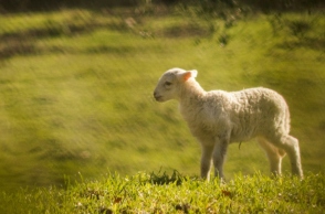 Νέο κρούσμα πανώλης των αιγοπροβάτων στη Ροδόπη