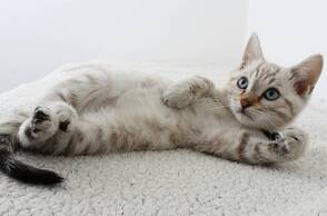 Μήπως η γάτα σου έχει κορωνοϊό;