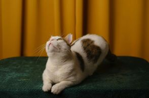 Έρευνα για τις αντιδράσεις των οικόσιτων γατών στην απώλεια ενός άλλου ζώου συντροφιάς - Φαίνεται να θρηνούν τον θάνατο άλλων κατοικίδιων.