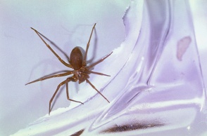 Καφέ αράχνη ερημίτης