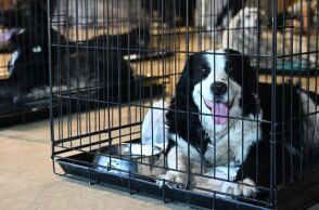 Φωτιά στην Αττική: Στο Κλειστό Ολυμπιακό Γυμναστήριο του Δήμου Γαλατσίου φιλοξενούνται 156 πυρόπληκτα ζώα - Ισχυρή συμμετοχή από την τοπική κοινωνία.