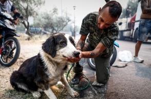 Πώς μπορούμε να βοηθήσουμε ζώα μετά το πέρασμα της φωτιάς