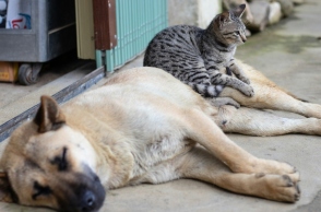 Παράγοντες που επηρεάζουν τη διάρκεια ζωής σε σκύλους και γάτες