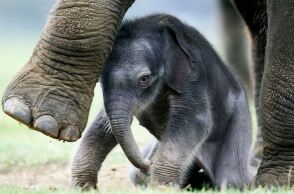 Καλιφόρνια: Viral το δεύτερο ελεφαντάκι του ζωολογικού κήπου