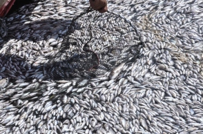 Νεκρά ψάρια στον Βόλο: Θέμα στα διεθνή ΜΜΕ οι εικόνες και τα αίτια