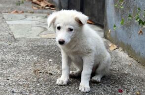 Τουρκία: Τα αδέσποτα ζώα βρίσκουν σπίτι στην Ευρώπη