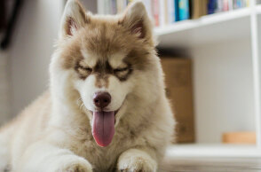 Γιατί ο σκύλος μου μαδάει υπερβολικά και πώς θα το αντιμετωπίσω;