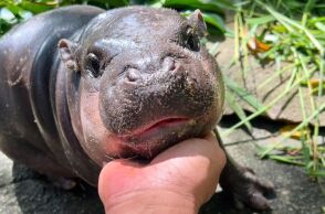 Μωρό ιπποπόταμος προκαλεί φρενίτιδα στην Ταϊλάνδη και το διαδίκτυο - Η Μου-Ντενγκ έχει συγκεντρώσει στρατιές θαυμαστών στο TikTok και το Instagram.