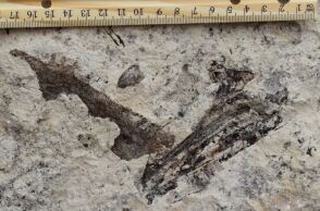 Απολιθώματα κάτω από λύκειο στο Λος Άντζελες