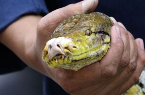 Ταϊλανδή γυναίκα παγιδεύτηκε επί δύο ώρες στις σπείρες πύθωνα μήκους τεσσάρων μέτρων - Πώς κατόρθωσε να διασωθεί - Δείτε βίντεο.  