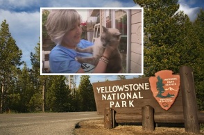 Γάτος που χάθηκε στο εθνικό πάρκο Γιέλοουστοουν των ΗΠΑ ταξίδεψε 800 μίλια για να επανενωθεί με τους ιδιοκτήτες του μετά από δύο μήνες - Ο ρόλος του μικροτσίπ.