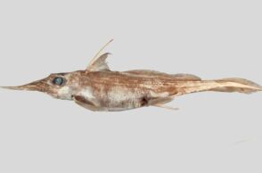 Νέα Ζηλανδία: Ανακαλύφθηκε νέο είδος «καρχαρία φάντασμα» στα ανοιχτά της χώρας - Τρέφεται με οστρακόδερμα και περιπλανιέται σε βάθη που φτάνουν τα 2.600 μέτρα