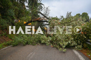 Πεσμένα δέντρα από το πέρασμα του ανεμοστρόβιλου από την Ηλεία