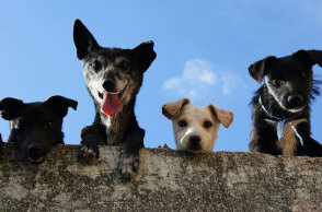 Είναι πιο ανθεκτικό ένα καθαρόαιμο ή ένα ημίαιμο ζώο;