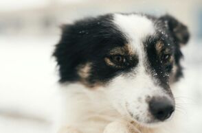 Η παράταξη Μπακογιάννη καταγγέλλει εγκατάλειψη του Καταφυγίου Αδέσποτων Ζώων