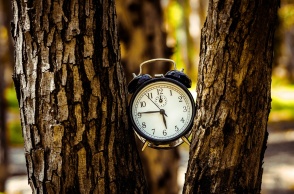 Ρολόι σφηνωμένο στους κορμούς δέντρου