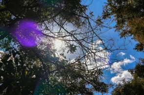 Λίγα σύννεφα πίσω από τα κλαδιά δέντρου