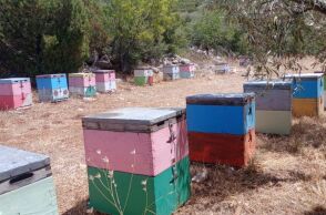 Μαύρο βελανιδιάς και άσπρο κουμαριάς, δυο σπέσιαλ μέλια από την Πρέβεζα και τη Λιβαδειά