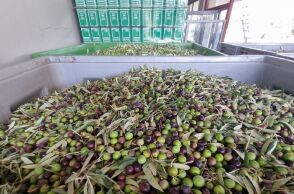 Τα ελαιόλαδα «Κύκλωπας» στον Έβρο