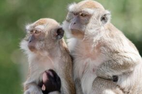 ΗΠΑ: Σαράντα πίθηκοι κυκλοφορούν ελεύθεροι στη Νότια Καρολίνα - Απέδρασαν από ερευνητική εγκατάσταση - Η αστυνομία τους αναζητά με κάμερες θερμικής απεικόνισης