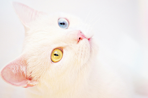 Γιατί δέχεται μπούλινγκ η άσπρη γάτα σου από τις άλλες;