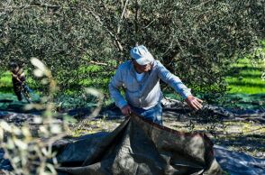 Πήγαν να μαζέψουν τις ελιές στο χωράφι τους αλλά τις είχαν μαζέψει άλλοι, πιο...γρήγοροι