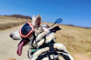 Ellie: Η διάσημη σκυλίτσα που ταξιδεύει ως συνοδηγός σε μοτοσικλέτα