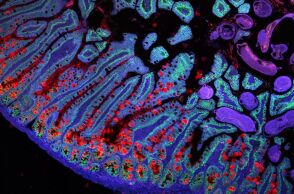 Βιολογία: Ερευνητές δημιουργούν τον πρώτο Άτλαντα Ανθρώπινων Κυττάρων - Σημείο αναφοράς για την ανίχνευση των αλλαγών που διέπουν την υγεία και την ασθένεια