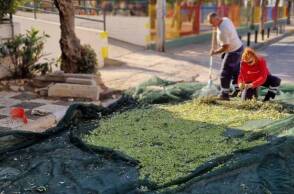 Λιομάζωμα στον Άλιμο: Συγκομιδή ελιάς μέσα στην πόλη