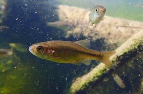 Τα δικαιώματα της φύσης και της άγριας ζωής