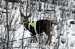 Ελάφι εντοπίστηκε να φοράει μπουφάν ασφαλείας υψηλής ορατότητας στη Βρετανική Κολομβία του Καναδά - Ανάστατοι οι κάτοικοι και η υπηρεσία προστασίας της φύσης.
