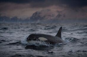 Οι επιστήμονες σε σύγχυση καθώς οι όρκες φαίνεται να αναβιώνουν μια τάση της δεκαετίας του '80: Καπέλα από νεκρό σολομό. 