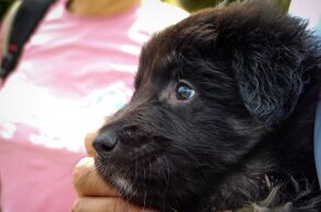 Θεσσαλονίκη: Έλεγχοι σε δεσποζόμενα ζώα συντροφιάς στην περιοχή Κορδελιού - Ποιες παραβάσεις διαπιστώθηκαν - Πρόστιμα έως και 500 ευρώ.