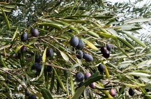 Ελιές πάνω στο δέντρο