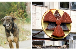 Τι συμβαίνει με τα σκυλιά του Τσερνόμπιλ 