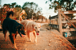 Τοξοκάρα στα κατοικίδια: Ένας σιωπηλός κίνδυνος που πρέπει να γνωρίζουμε