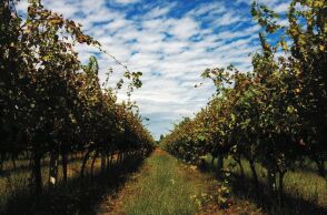 Winery Monsieur Nicolas