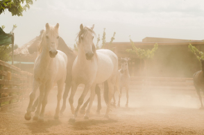 Χριστούγεννα στη φάρμα Άμπελος Βοχαϊκού… φυσικά!